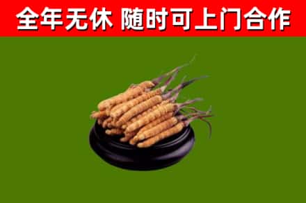 石棉回收散虫草